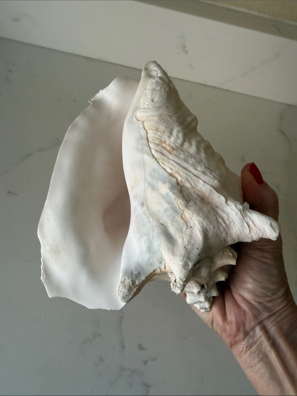 Conch Shell - Picture 5 of 6